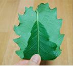 1. 잎을 반으로 접는다